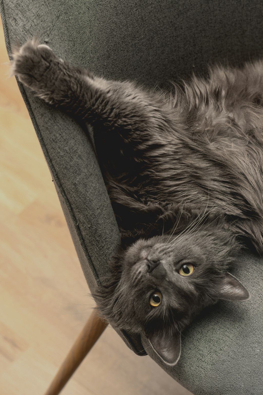 Home a-fluffy-grey-cat-lounges-on-a-modern-chair-nlh-vj-x7ds