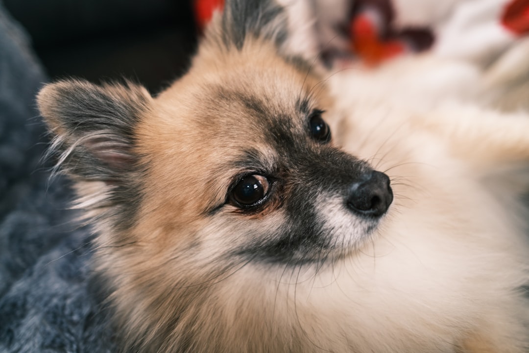 Home a-fluffy-pomeranian-dog-with-expressive-eyes-vzl6bjuidfa