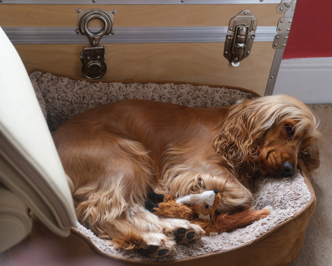 Home a-golden-cocker-spaniel-sleeps-with-a-toy-nrceeqsxe-u