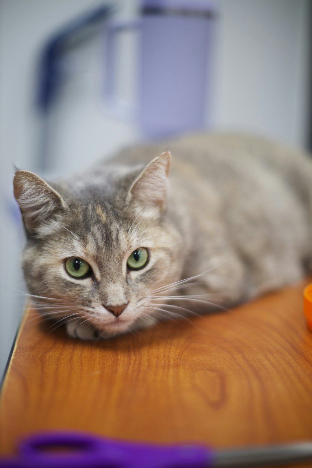 Home a-grey-cat-with-green-eyes-on-a-wooden-surface-xacah0qhj8g