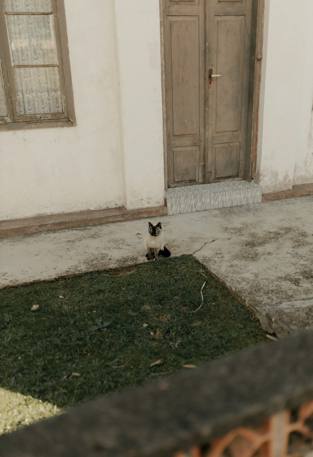 Home a-siamese-cat-sits-outside-a-building-is4ft7glb4s