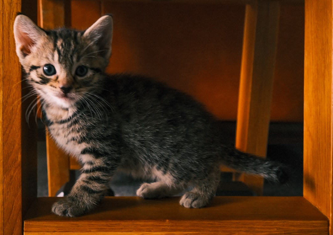 Home a-small-tabby-kitten-sits-on-a-wooden-chair-i1j5cr1cip8